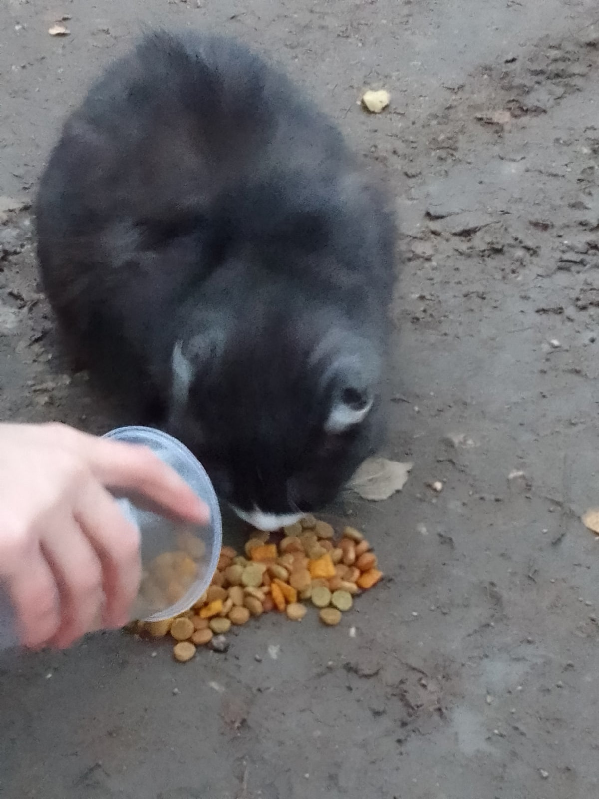 Постер к социальной практике: Акция "Забота о братьях наших меньших"