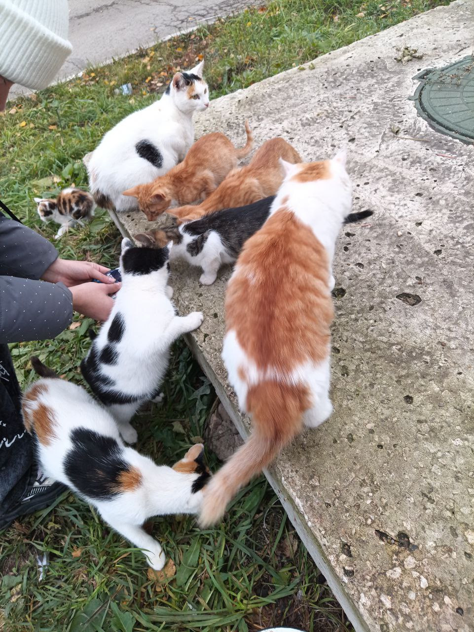 Постер к социальной практике: Не оставим животных в беде!