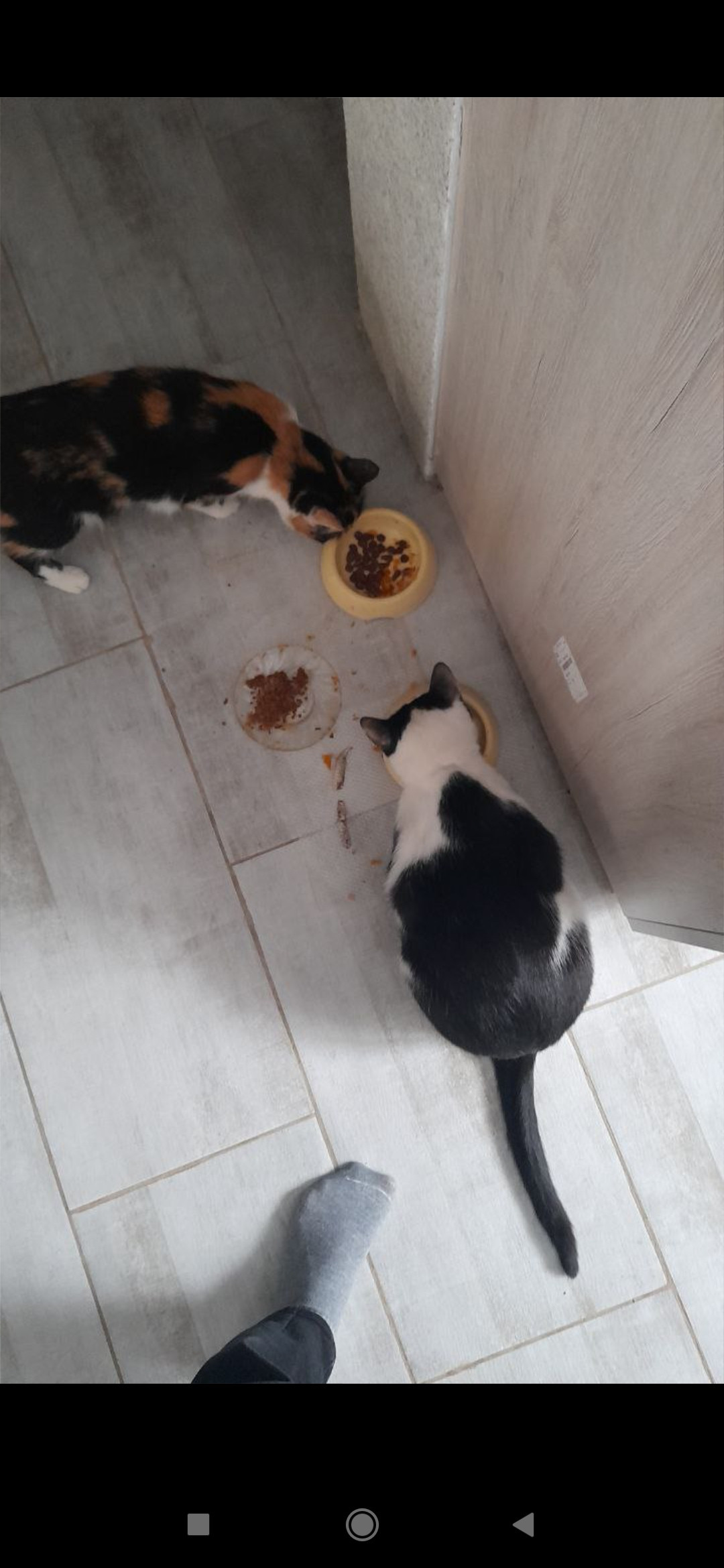 Постер к социальной практике: Забота о братьях наших меньших