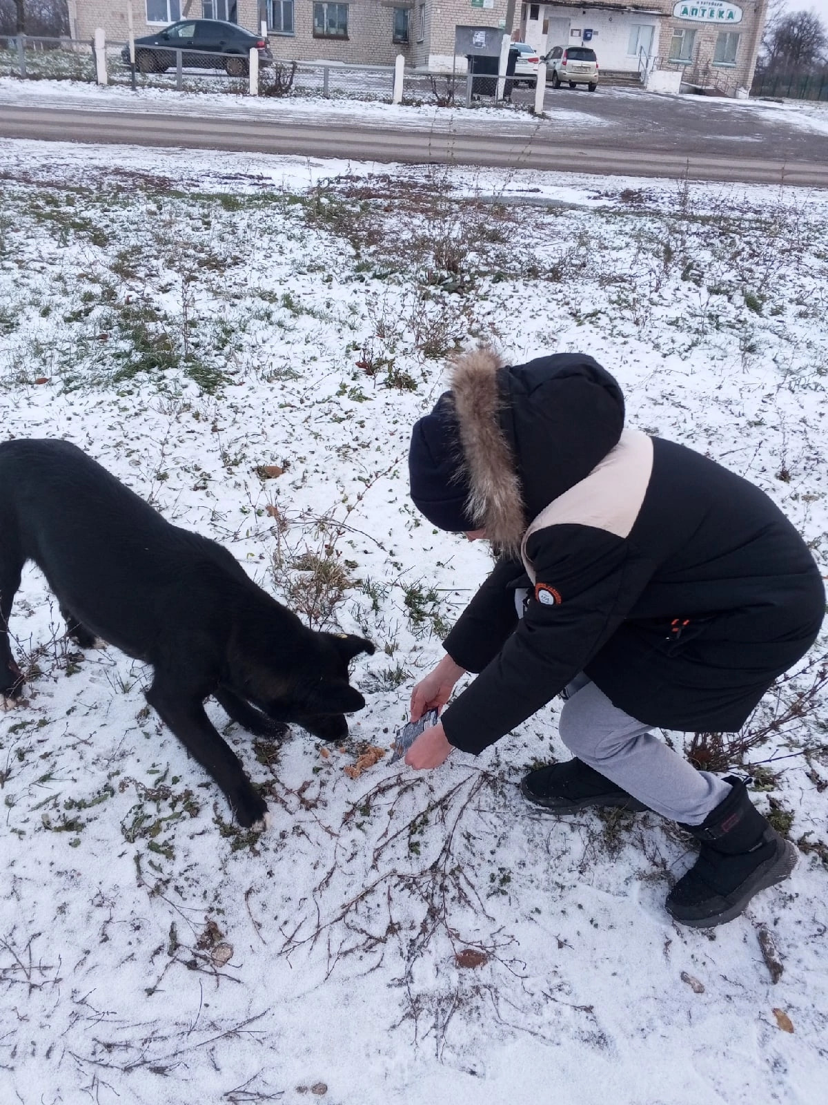 Постер к социальной практике: Столовая для собак