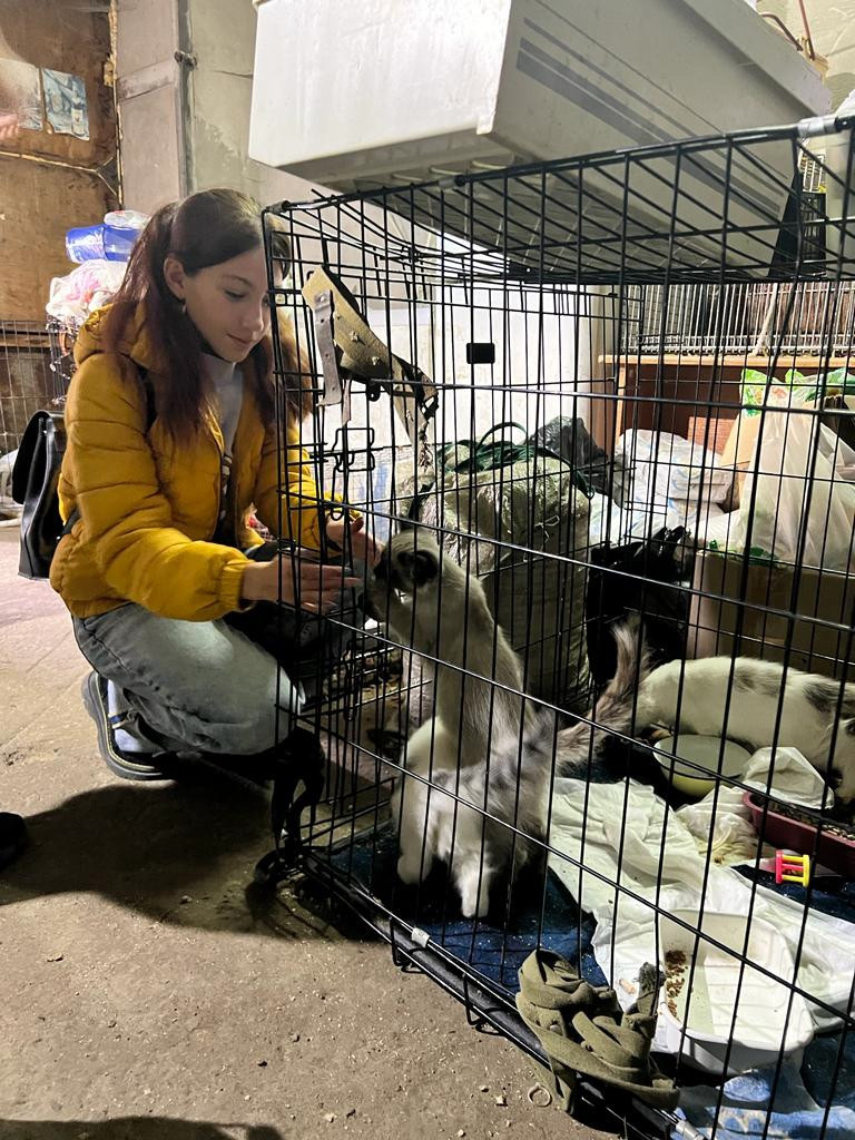 Постер к социальной практике: "Протяни руку лапе!"