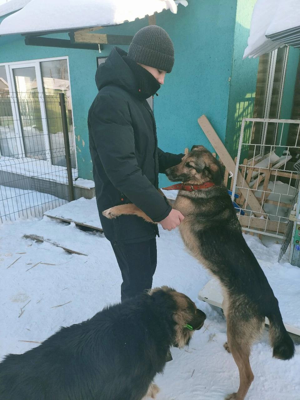 Постер к социальной практике: Корм для Шарика