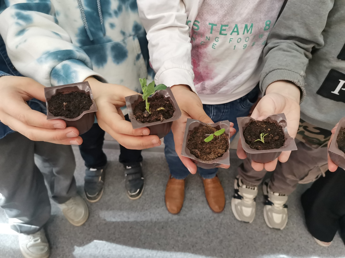 Постер к социальной практике: Волшебный росток