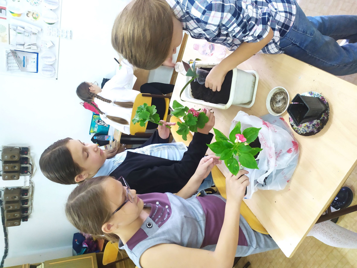 Постер к социальной практике: Комнатные растения влияют на нашу жизнь.