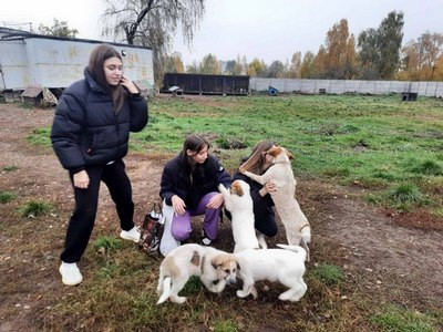 Постер к социальной практике: Школьная практика "Доброта"