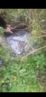 Постер к социальной практике: Крик о помощи