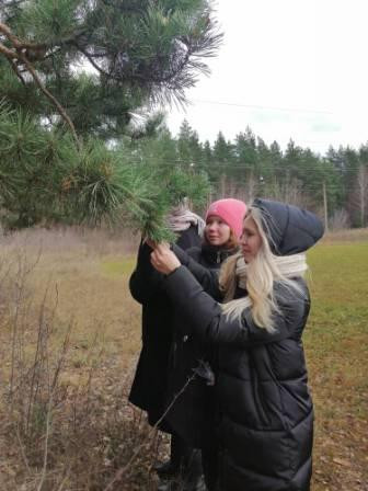 Постер к социальной практике: Моя любимая Родина. Экология (охрана окружающей среды) «Биоиндикация воздушного загрязнения по состоянию хвои сосны»