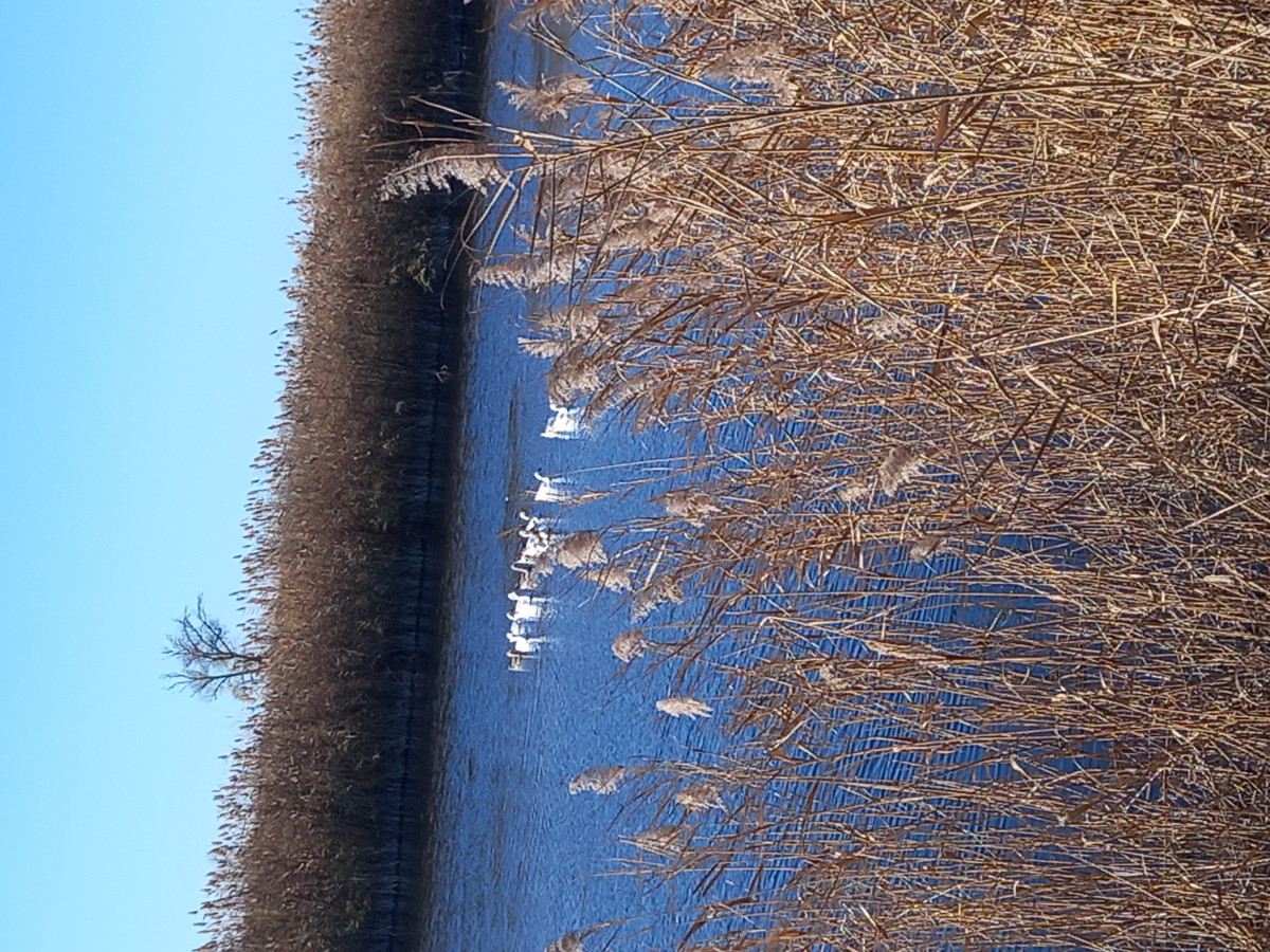 Постер к социальной практике: Осенний марафон