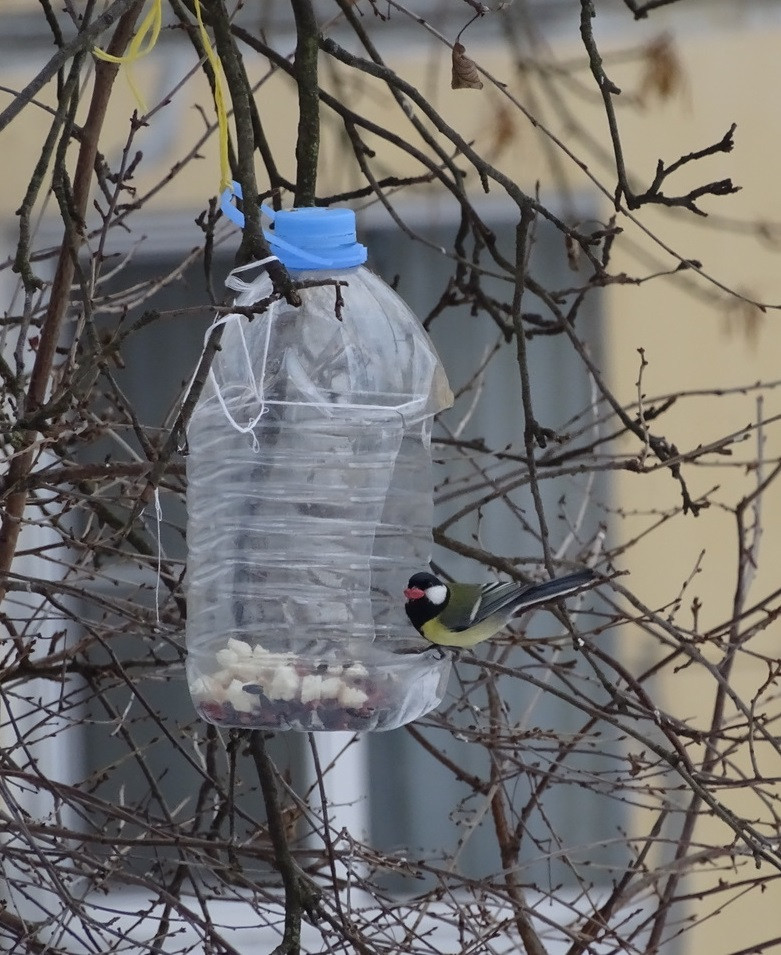 Постер к социальной практике: Спасём природу вместе