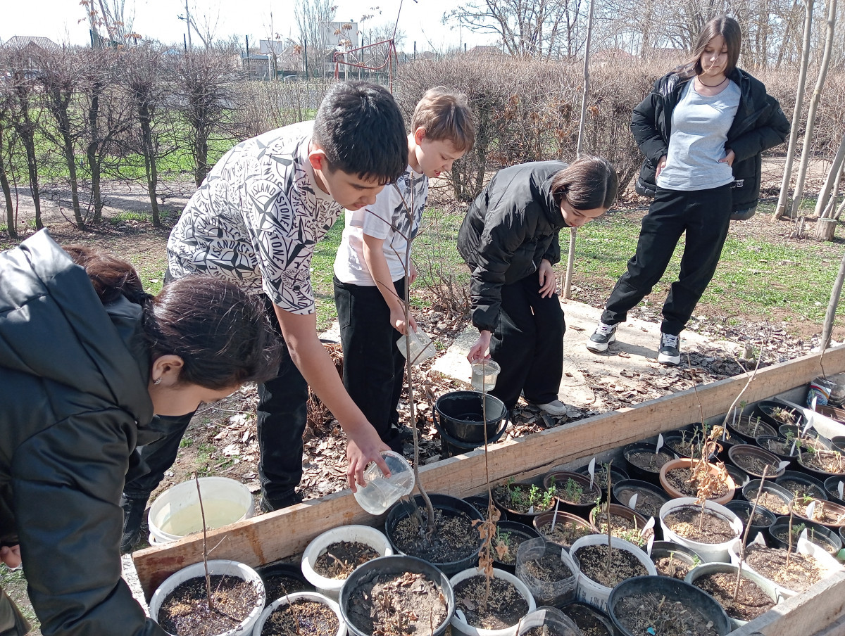 Постер к социальной практике: Зеленая Веса