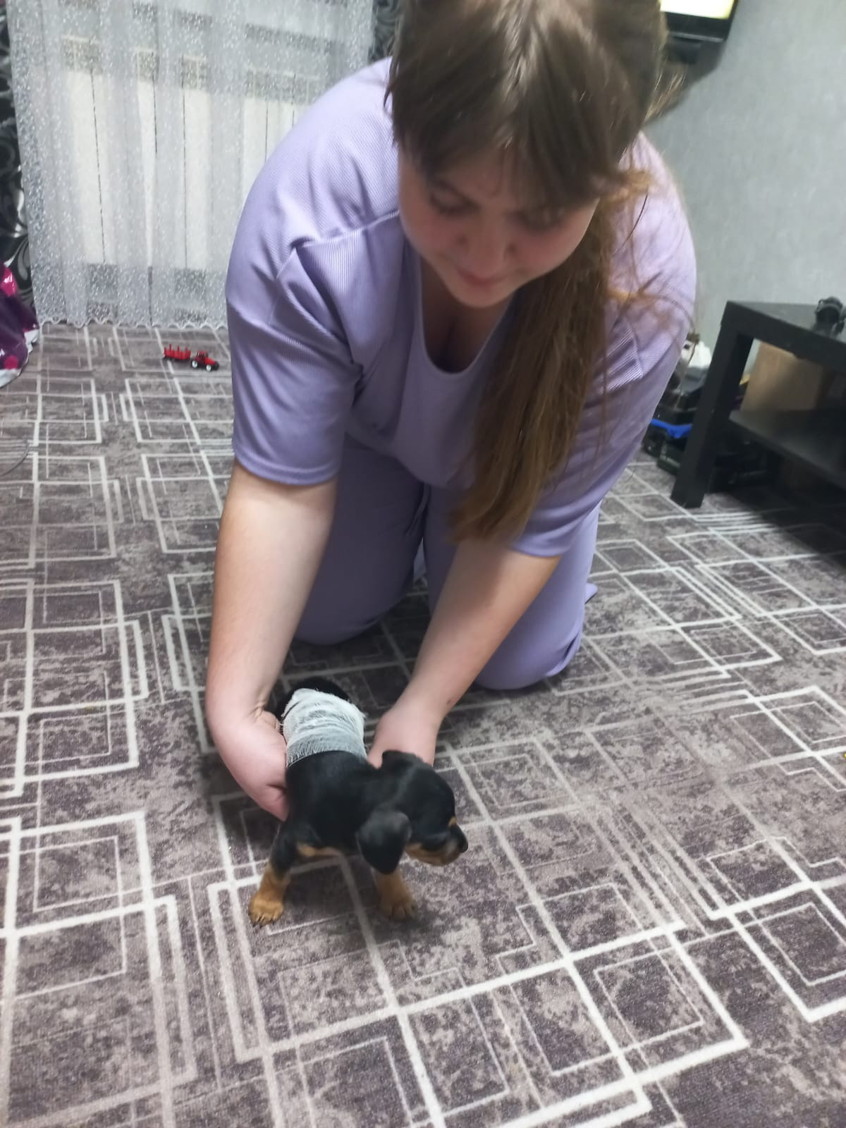 Постер к социальной практике: Любимые питомцы