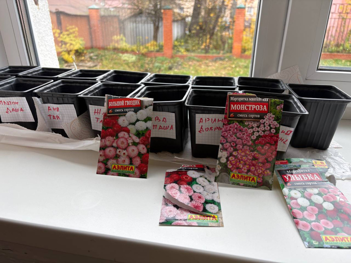 Постер к социальной практике: Маргаритки