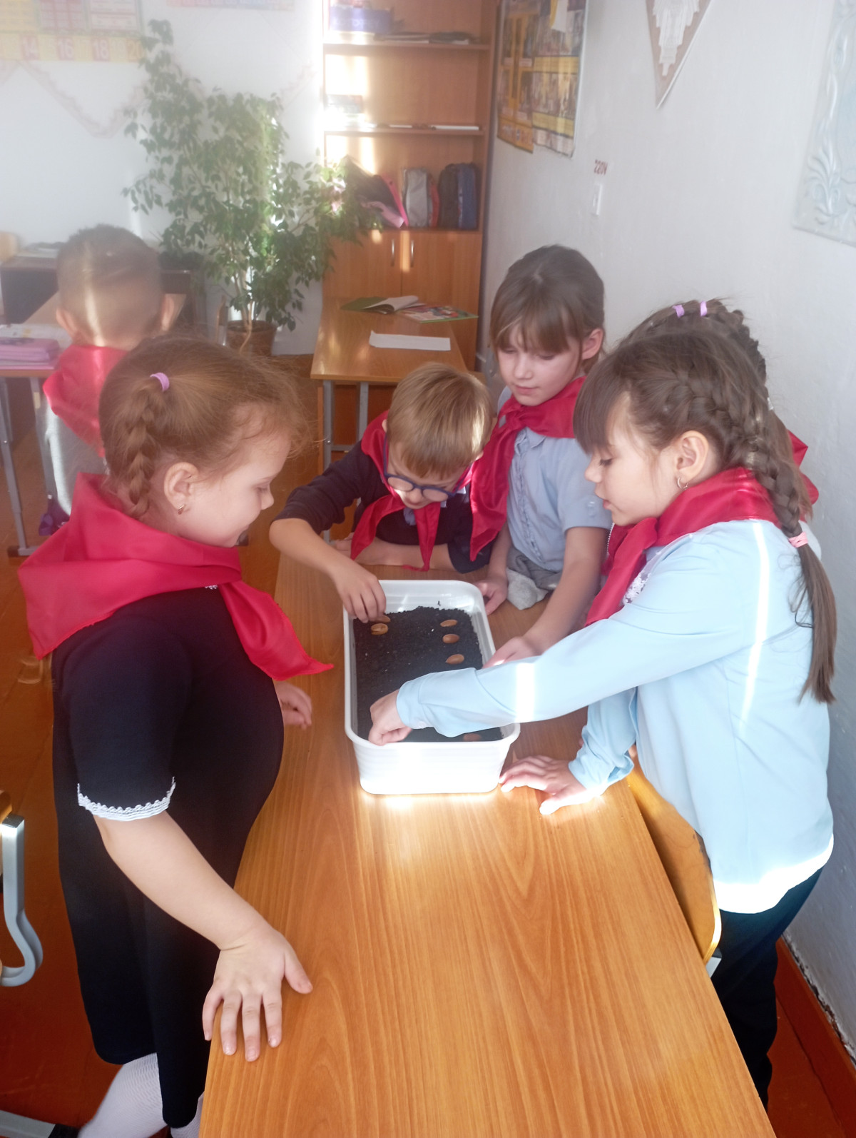 Постер к социальной практике: Посадка дубов