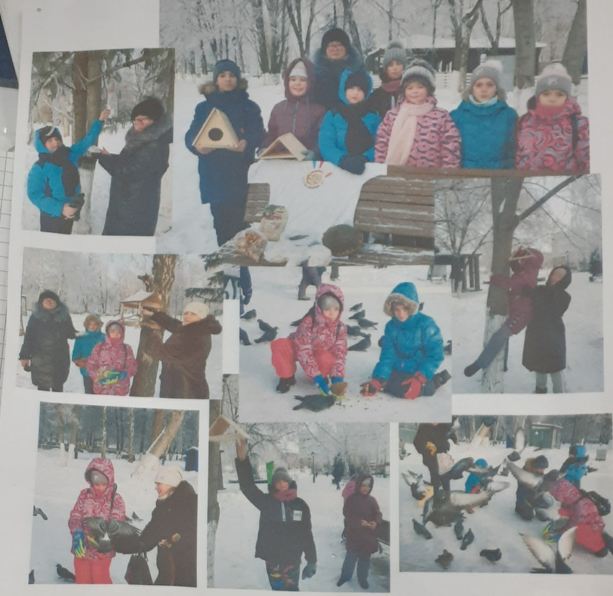 Постер к социальной практике: Пернатые зимой