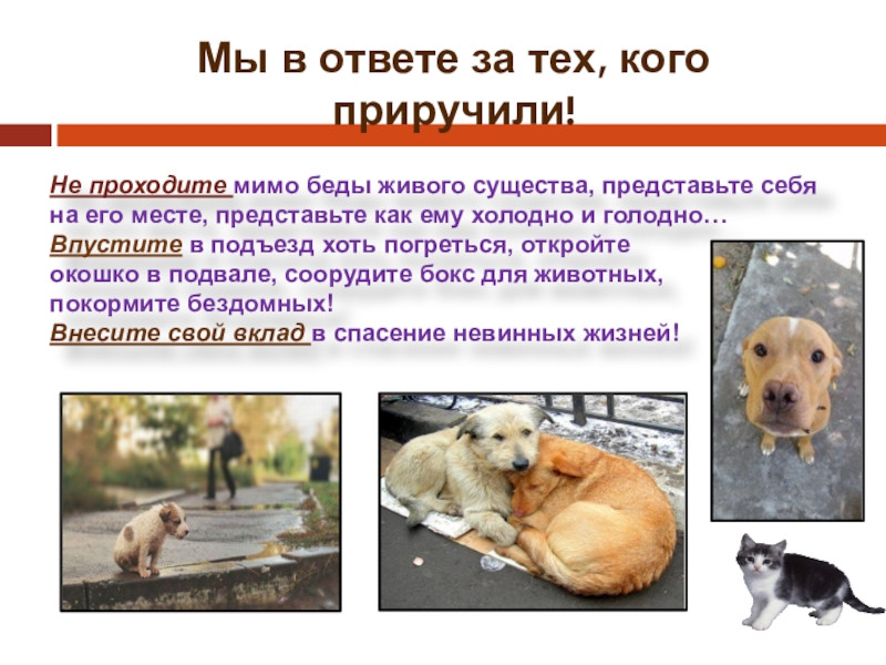 Постер к социальной практике: "Мы в ответе за тех,кого приручили"