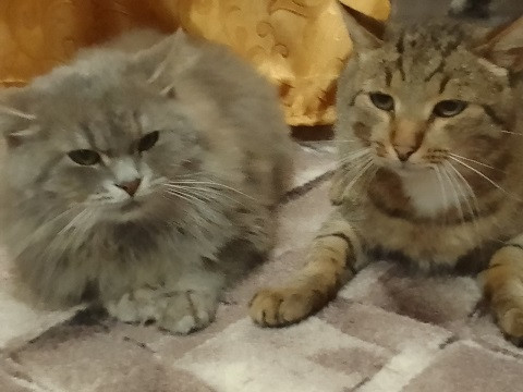 Постер к социальной практике: Кластер "Созидательный труд"