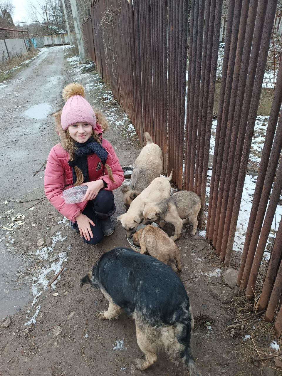 Постер к социальной практике: Поддержка бездомных животных