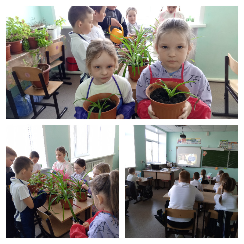 Постер к социальной практике: Юные экологи