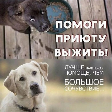 Постер к социальной практике: Помощь приюту " Симба"