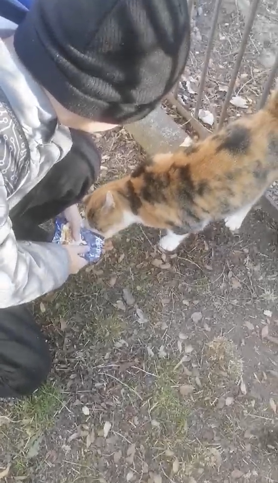 Постер к социальной практике: любовь к животным