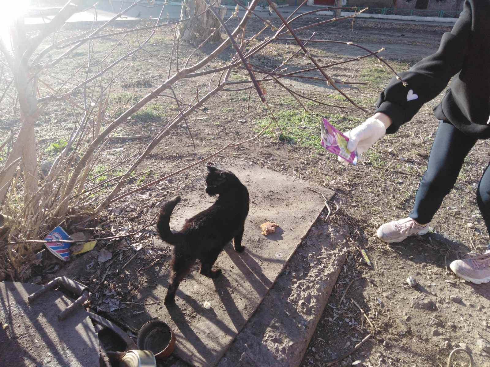 Постер к социальной практике: От благородства души к благородным поступкам/акция-накорми бездомное животное/конкурс сочинений о благородном поступке