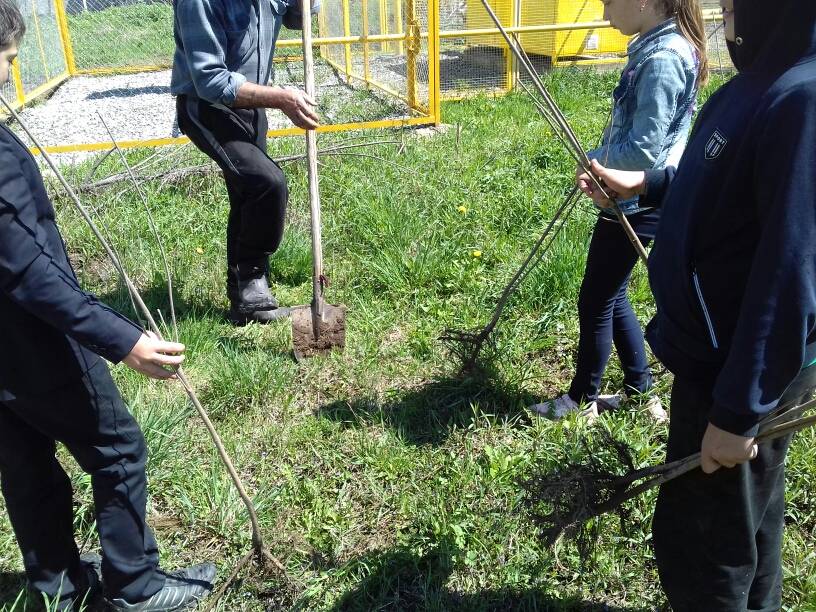 Постер к социальной практике: деревья для школы