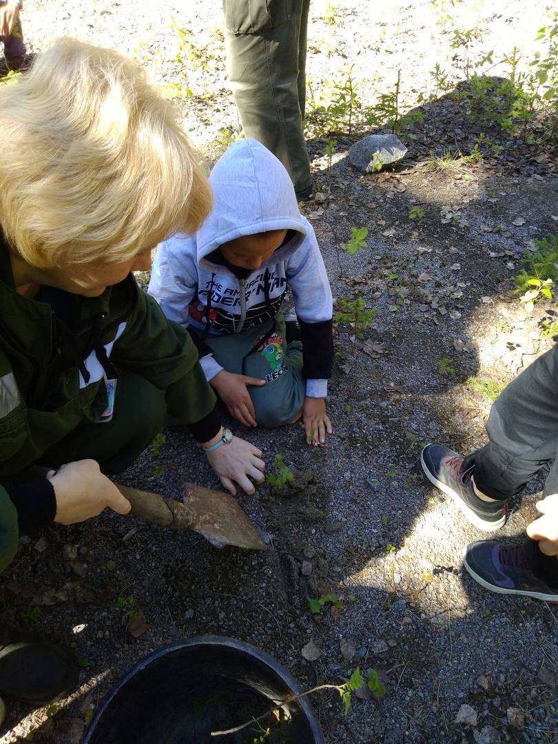 Постер к социальной практике: Посади дерево