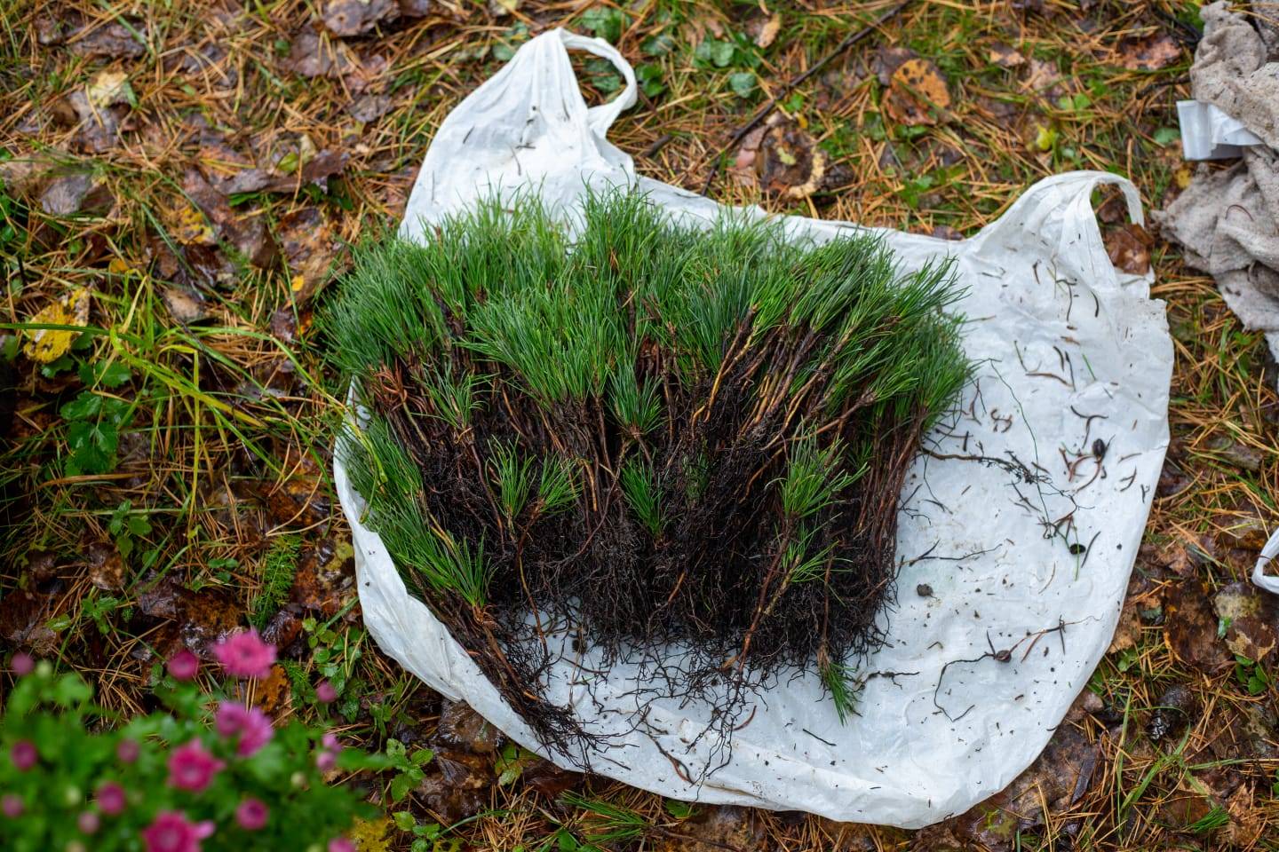 Постер к социальной практике: Садим кедры-думаем о будущем