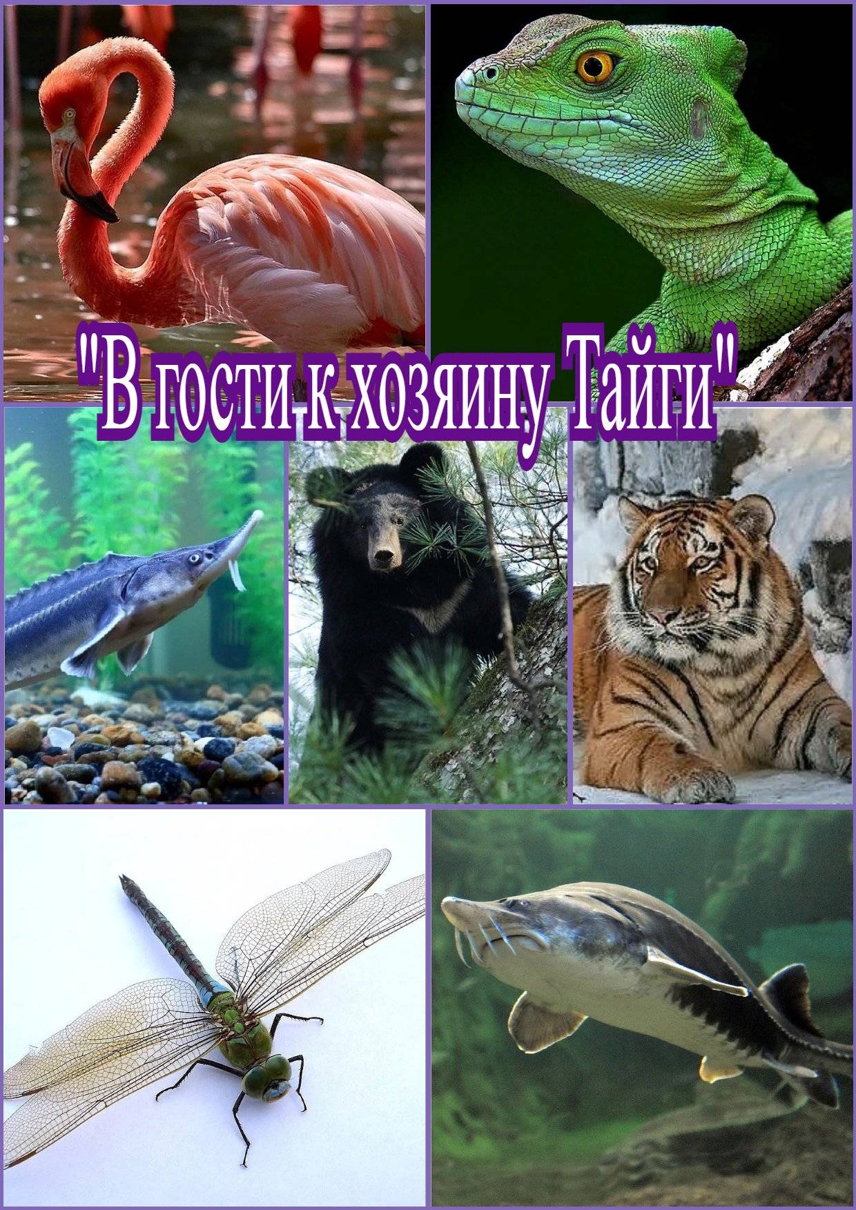 Постер к социальной практике: "Вопросы задает природа"