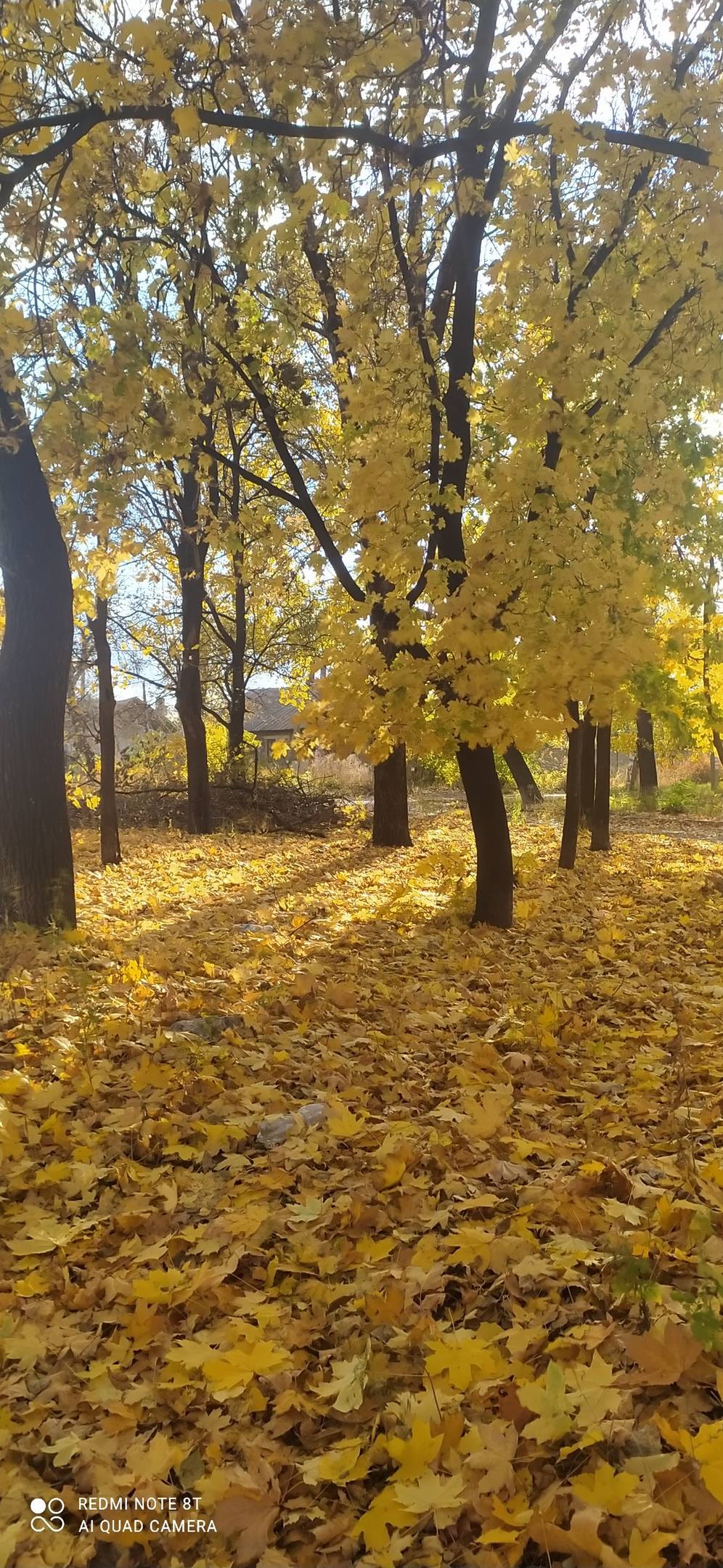 Постер к социальной практике: Видеть  красоту природы
