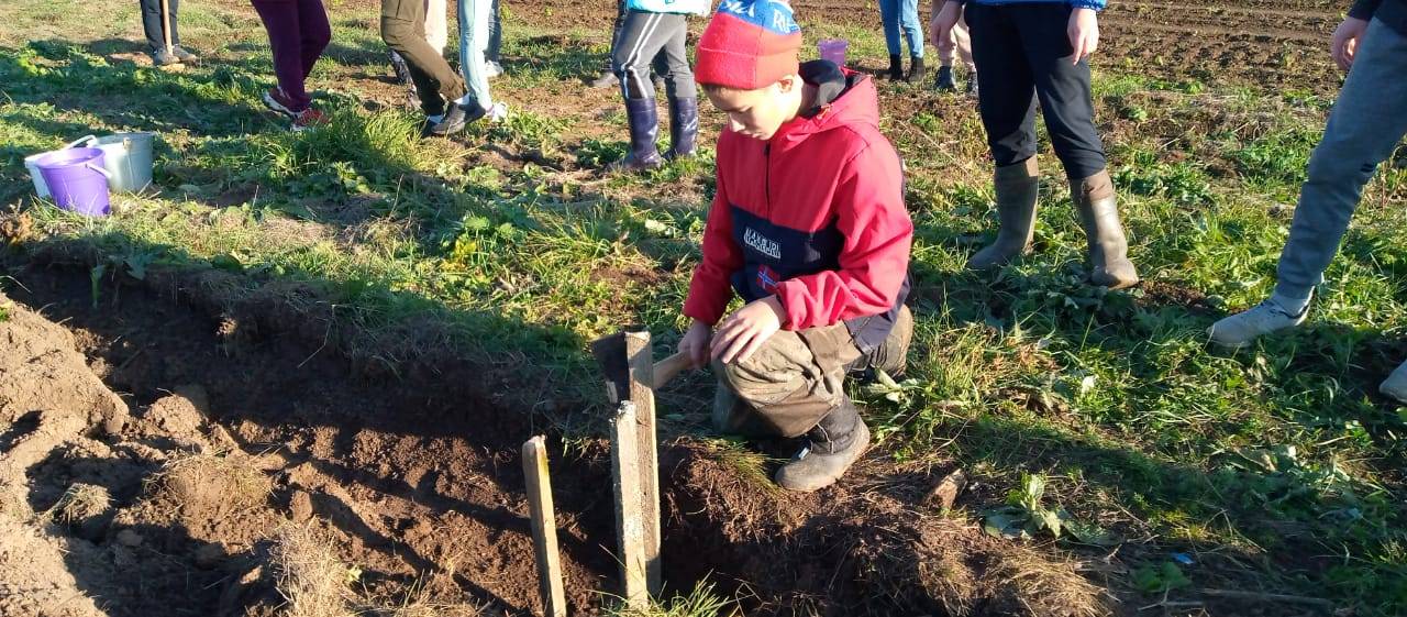 Постер к социальной практике: Посадка кедров и дубков