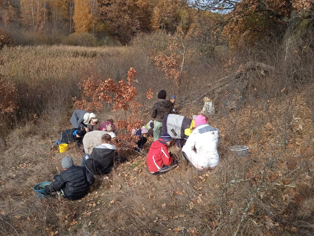 Постер к социальной практике: Сбор желудей