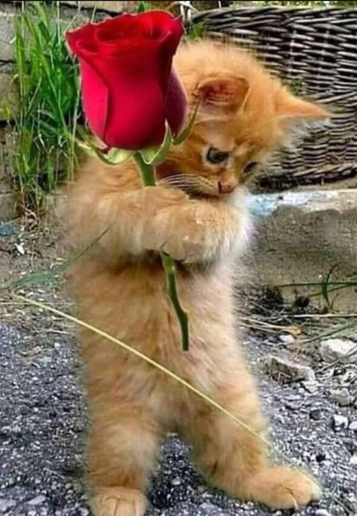 Фотография Прохорова Елена Владимировна